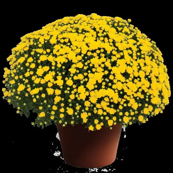 363 Mum, Yellow Dawn Yellow - View 5 from www redcrocus com