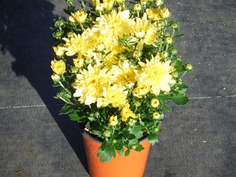 363 Mum, Yellow Dawn Yellow - View 6 from www redcrocus com