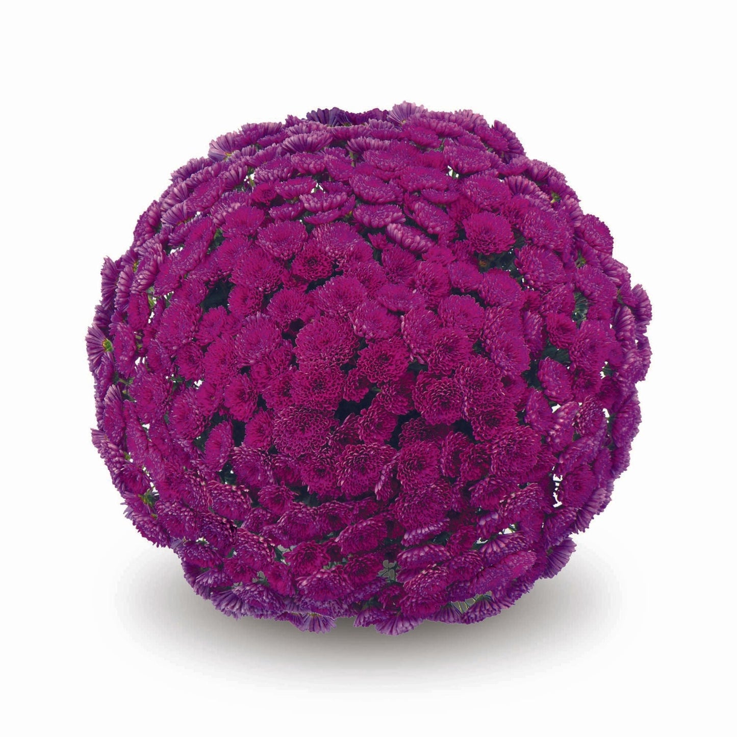 394 Mum, Purple Adiva Purple - View 10 from www redcrocus com