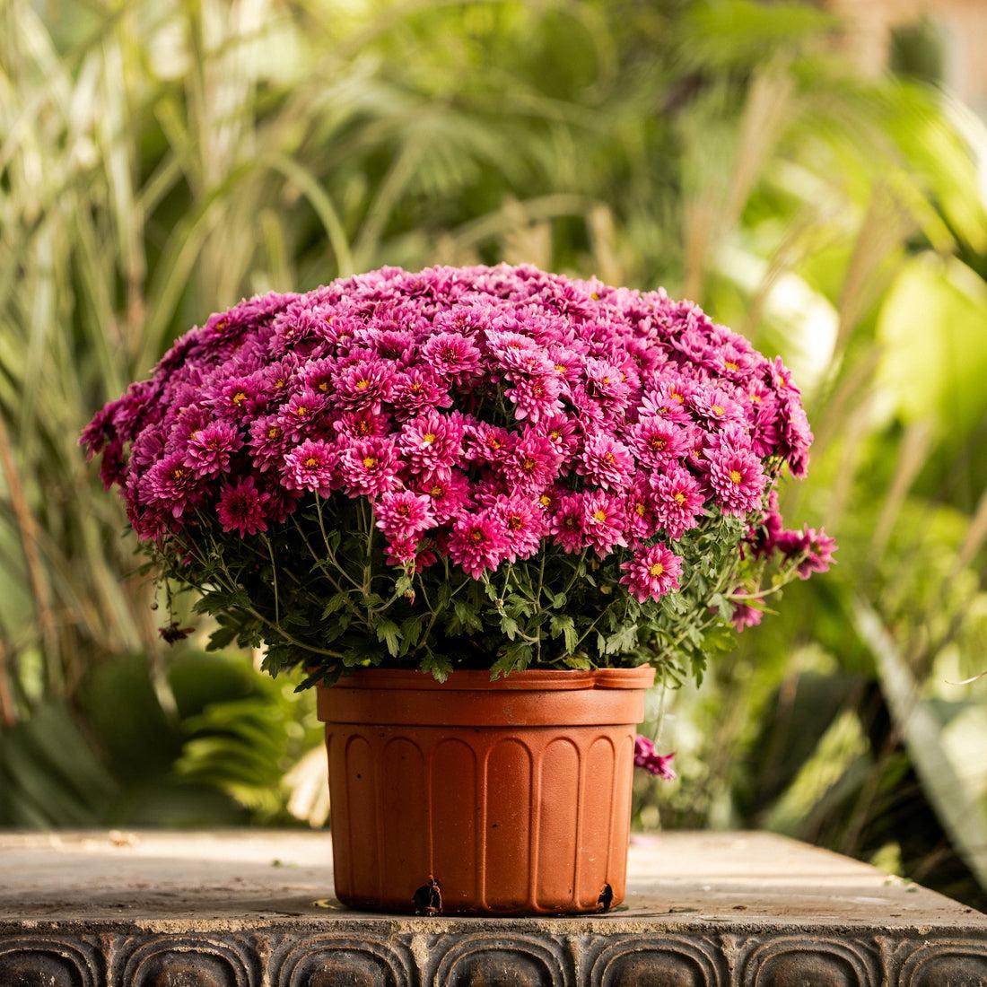 394 Mum, Purple Adiva Purple - View 20 from www redcrocus com