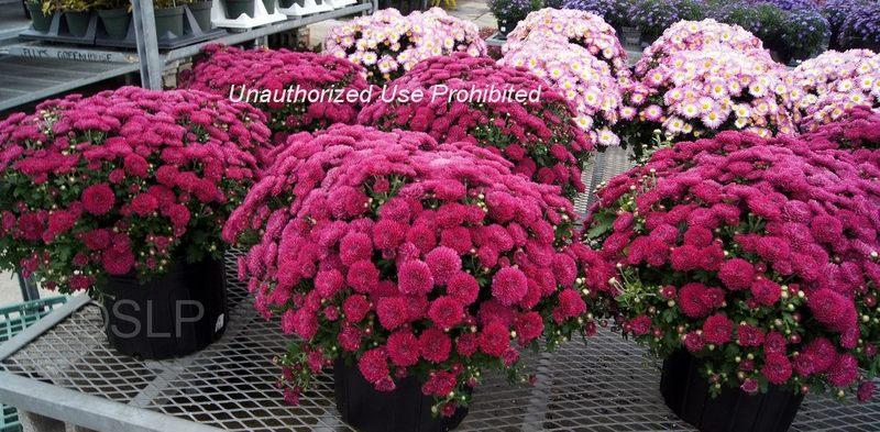 394 Mum, Purple Adiva Purple - View 24 from www redcrocus com