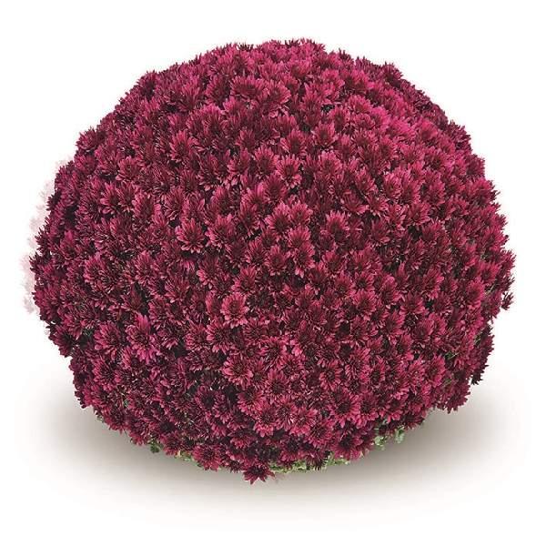 394 Mum, Purple Adiva Purple - View 25 from www redcrocus com