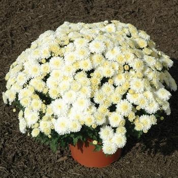 446 Mum, White Lesconil White - View 17 from www redcrocus com