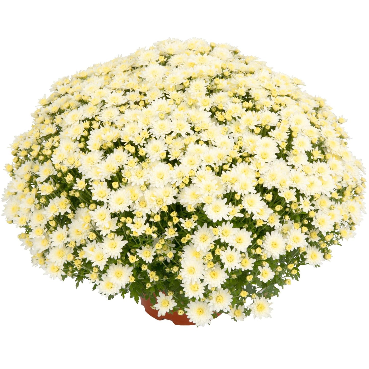 446 Mum, White Lesconil White - View 26 from www redcrocus com