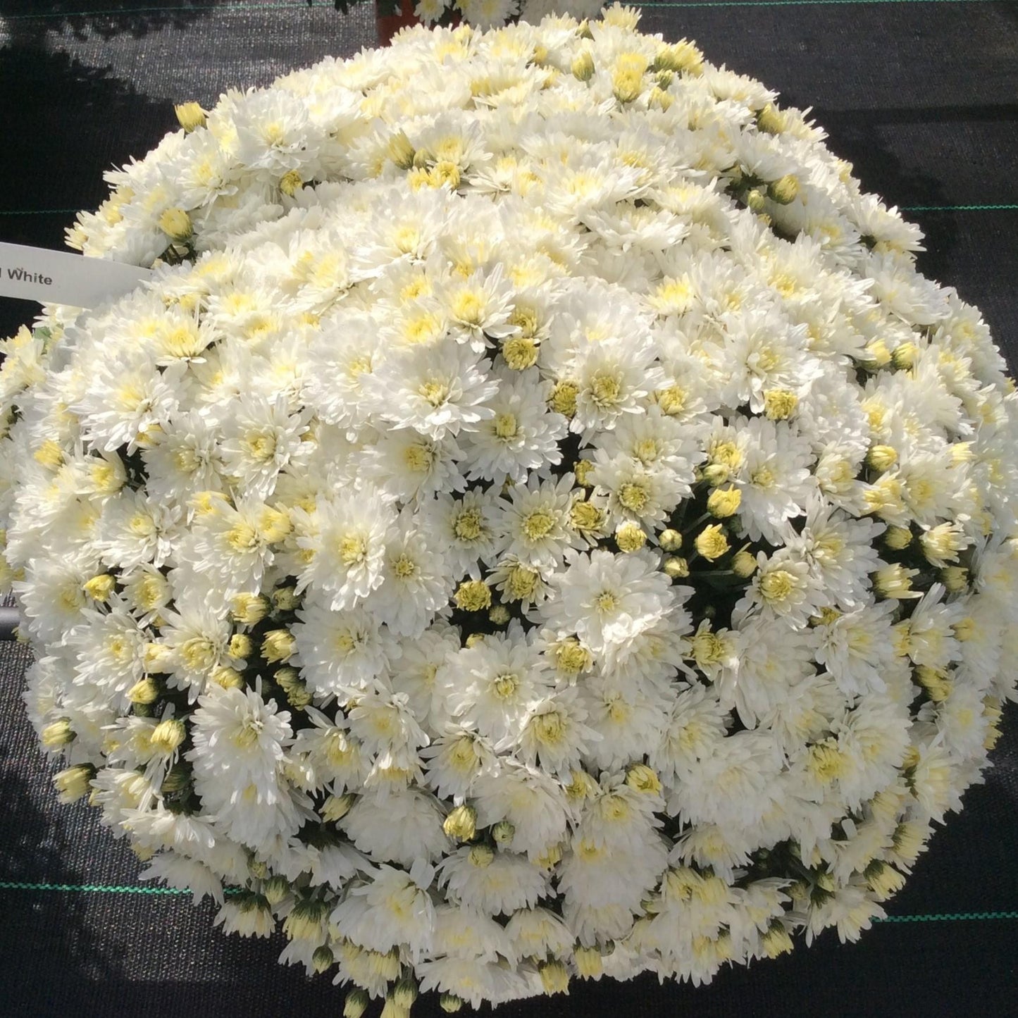 446 Mum, White Lesconil White - View 5 from www redcrocus com