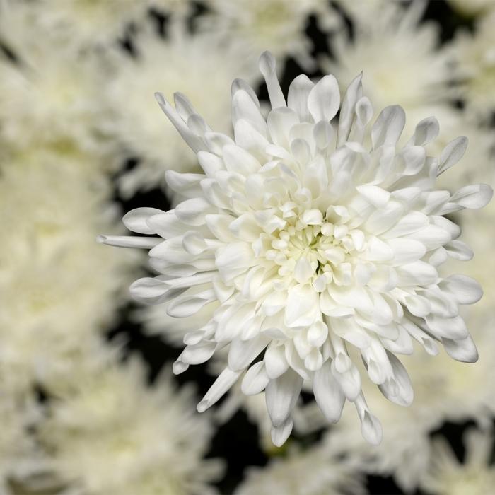 446 Mum, White Lesconil White - View 8 from www redcrocus com
