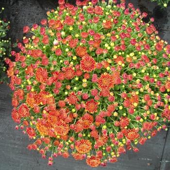 478 Mum, Bronze Amiko Bronze - View 9 from www redcrocus com
