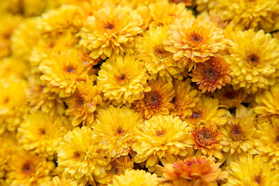 480 Mum, Yellow Amiko Yellow - View 12 from www redcrocus com