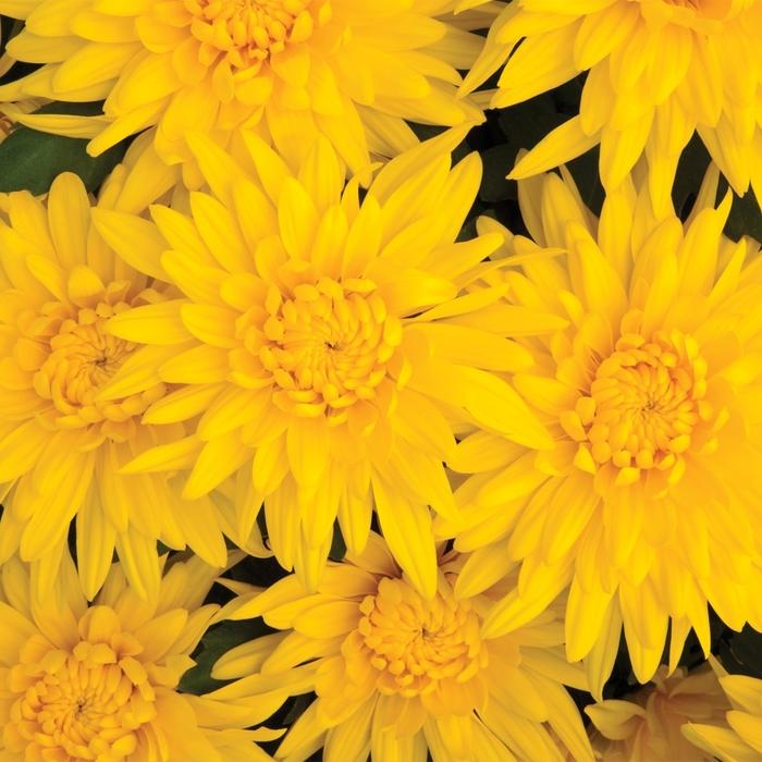 480 Mum, Yellow Amiko Yellow - View 23 from www redcrocus com