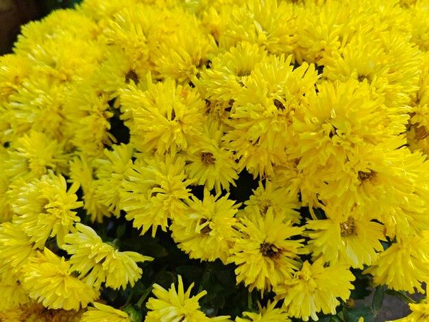 486 Mum, Yellow Aluga Yellow - View 29 from www redcrocus com