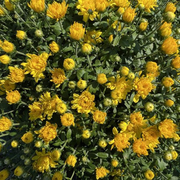 486 Mum, Yellow Aluga Yellow - View 6 from www redcrocus com