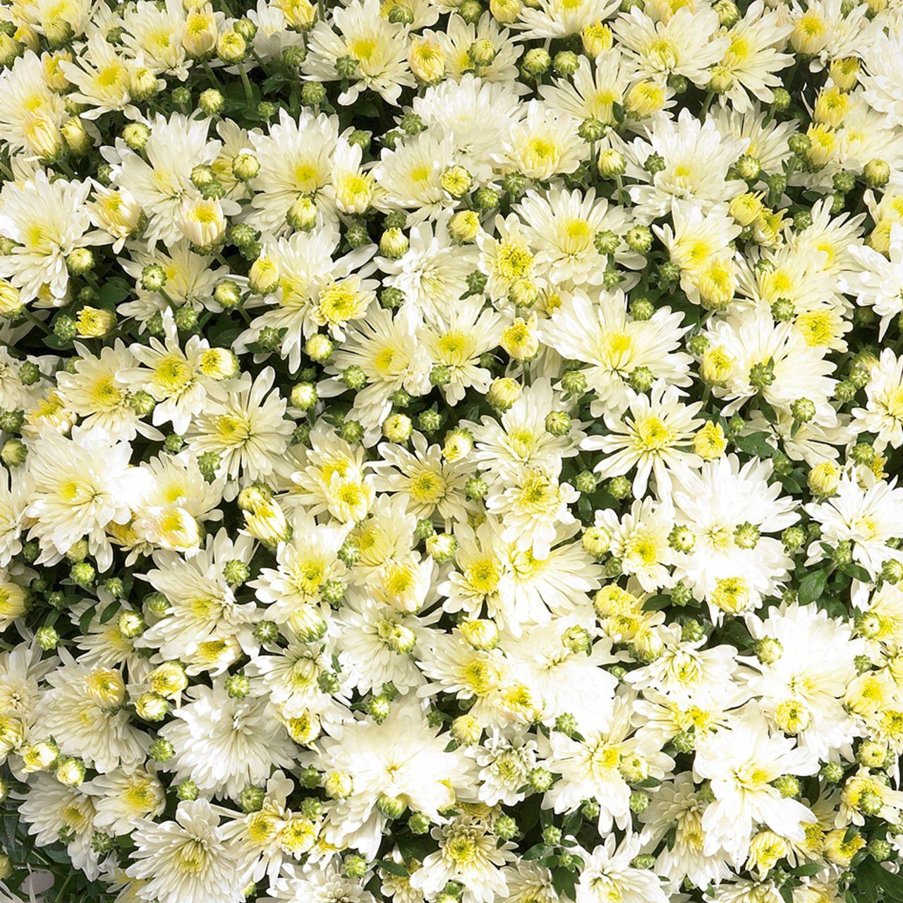 486 Mum, Yellow Aluga Yellow - View 9 from www redcrocus com