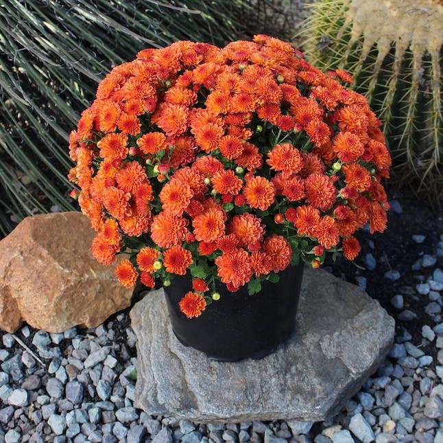 513 Mum, Orange Fonti Orange - View 11 from www redcrocus com