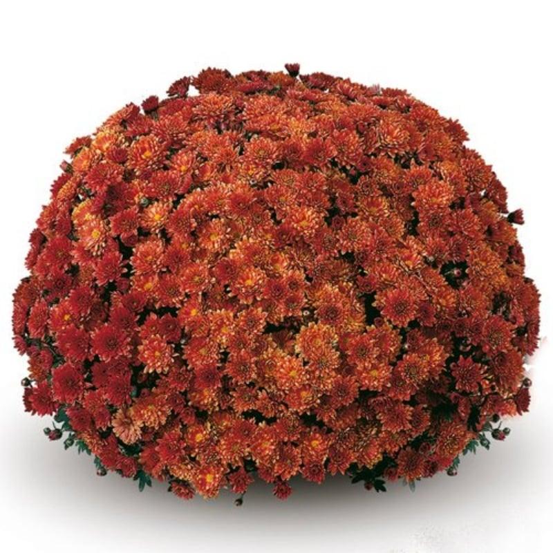 513 Mum, Orange Fonti Orange - View 15 from www redcrocus com