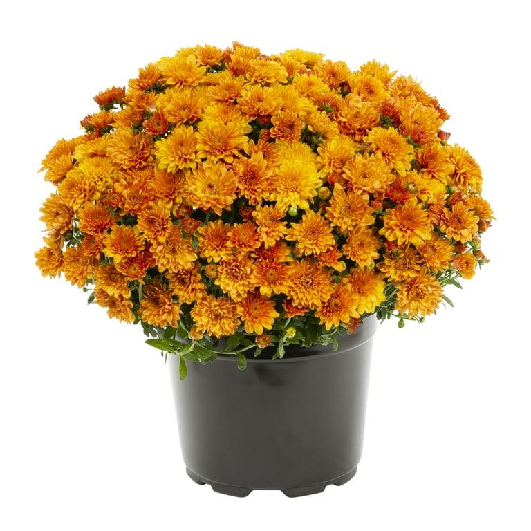 513 Mum, Orange Fonti Orange - View 5 from www redcrocus com