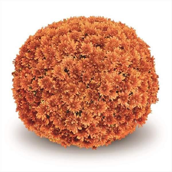 513 Mum, Orange Fonti Orange - View 6 from www redcrocus com