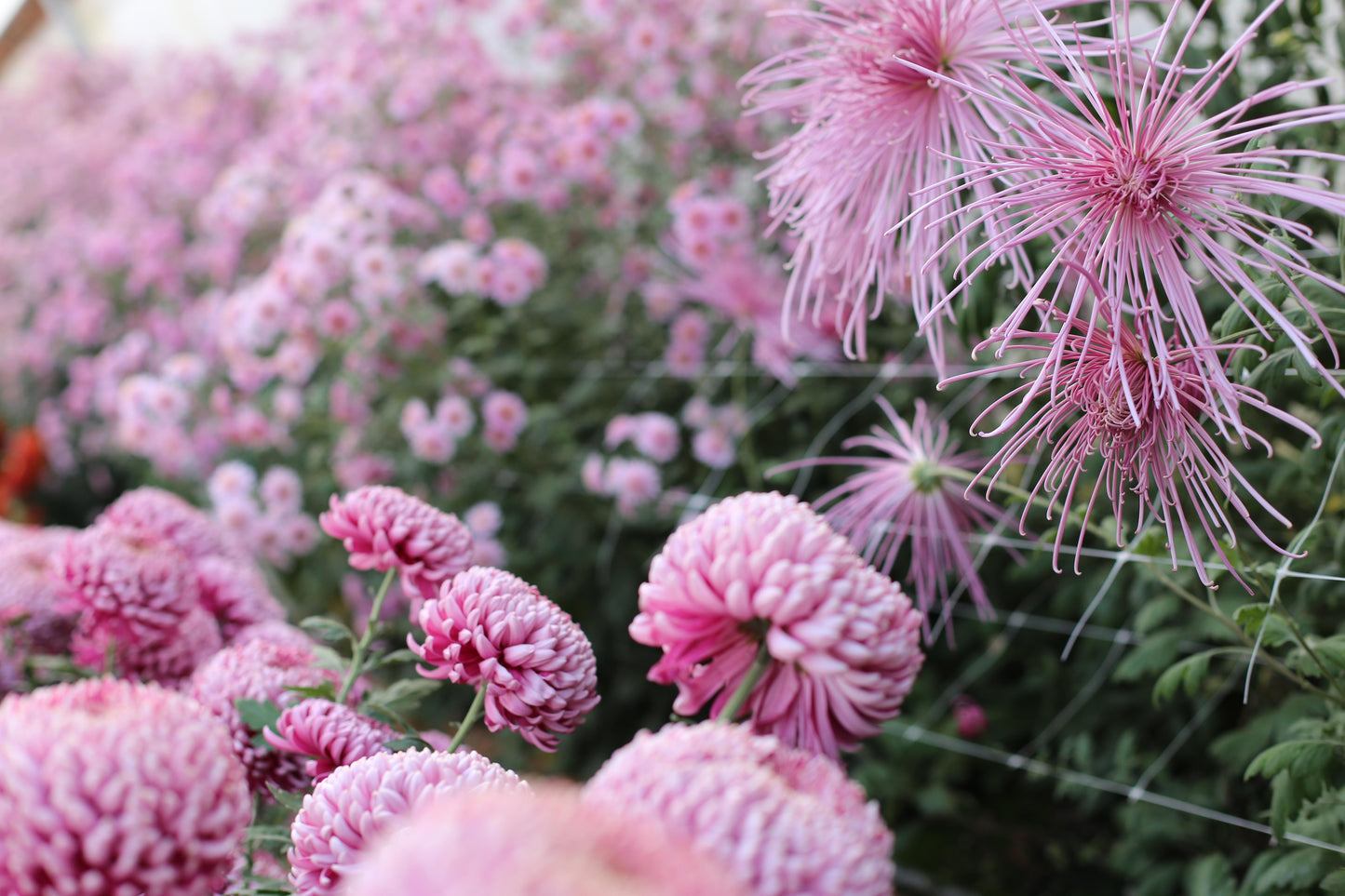 524 Mum, Pink Magnus Pink - View 10 from www redcrocus com