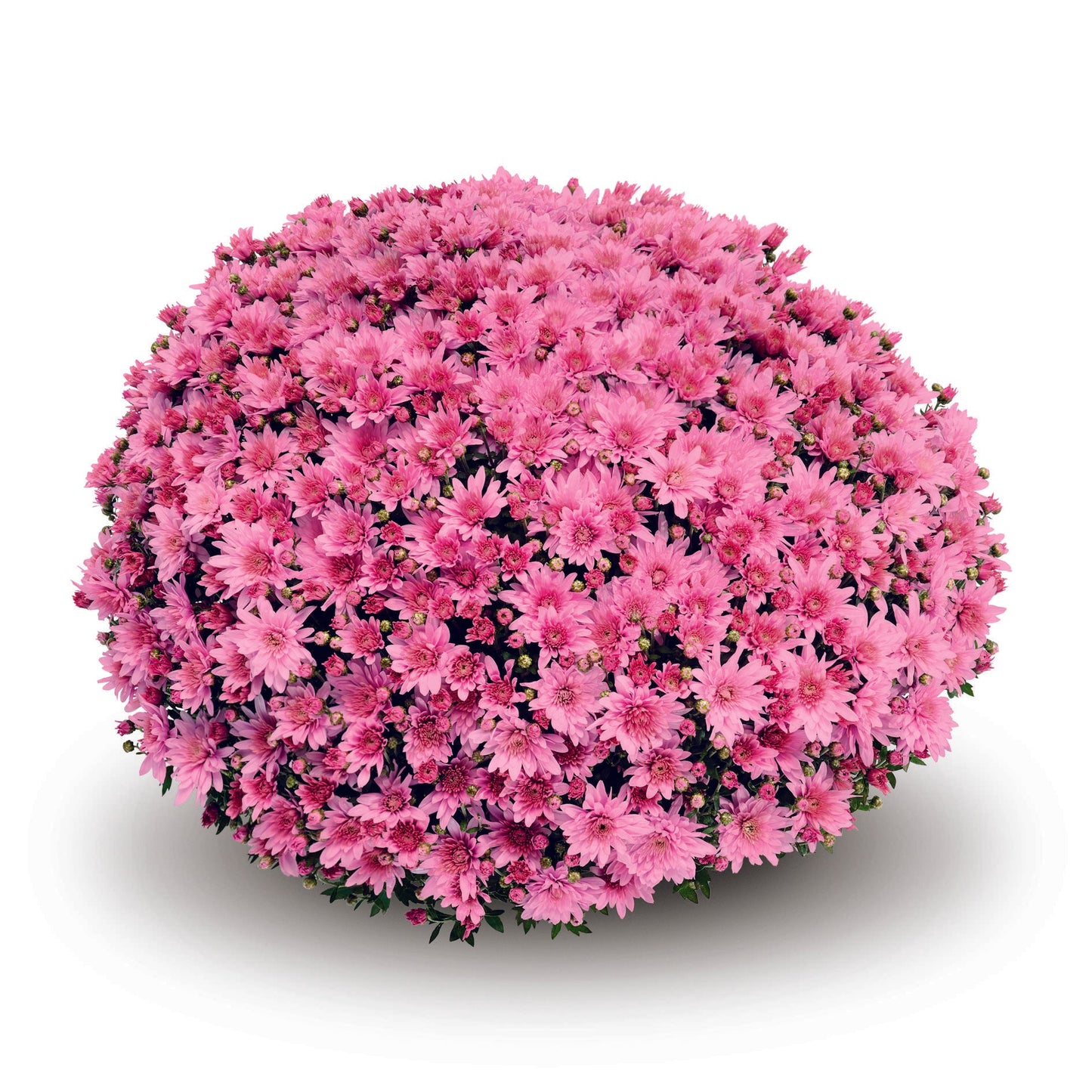 524 Mum, Pink Magnus Pink - View 15 from www redcrocus com
