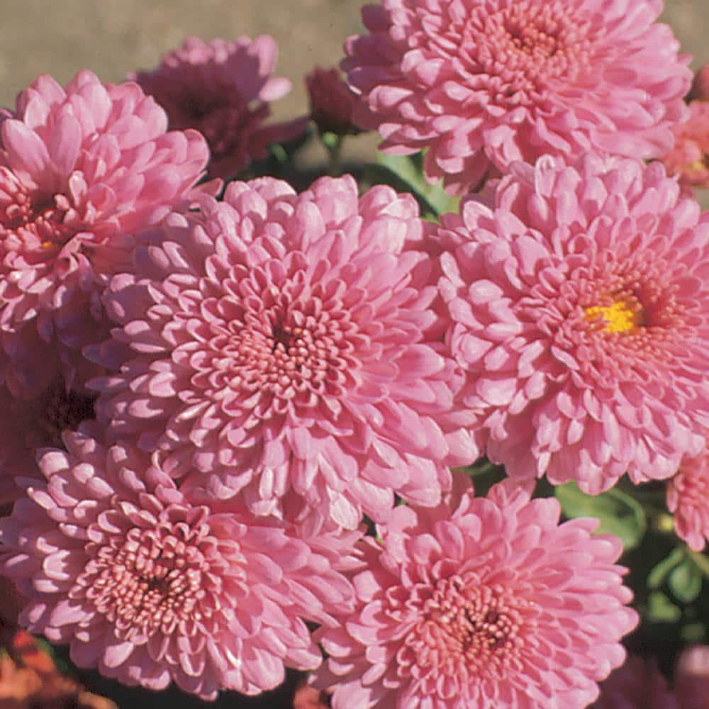 524 Mum, Pink Magnus Pink - View 17 from www redcrocus com