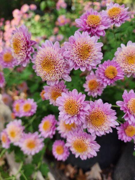 524 Mum, Pink Magnus Pink - View 18 from www redcrocus com