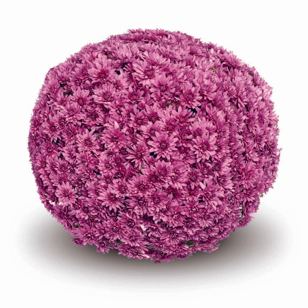 524 Mum, Pink Magnus Pink - View 19 from www redcrocus com
