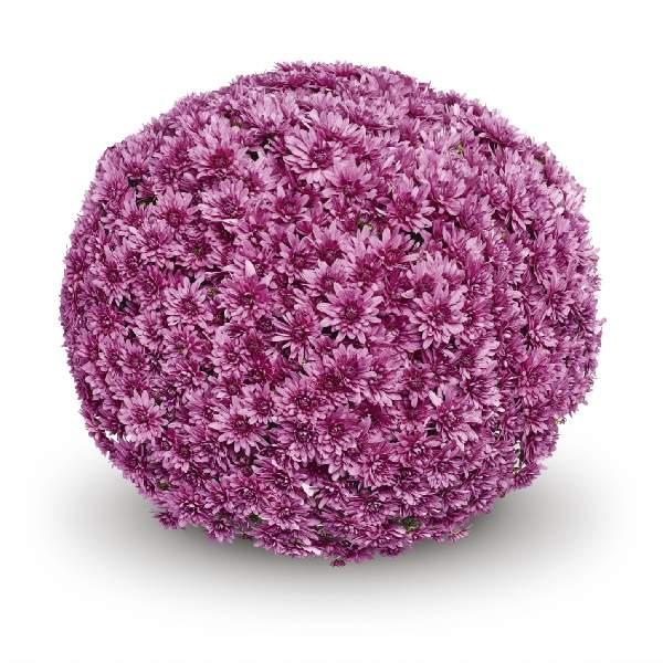 524 Mum, Pink Magnus Pink - View 1 from www redcrocus com