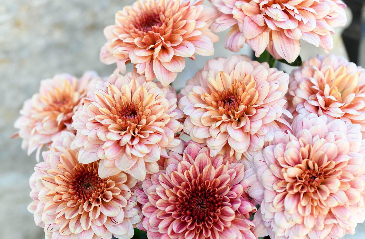 524 Mum, Pink Magnus Pink - View 22 from www redcrocus com