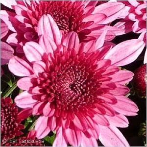 524 Mum, Pink Magnus Pink - View 25 from www redcrocus com