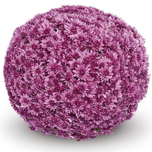 524 Mum, Pink Magnus Pink - View 28 from www redcrocus com