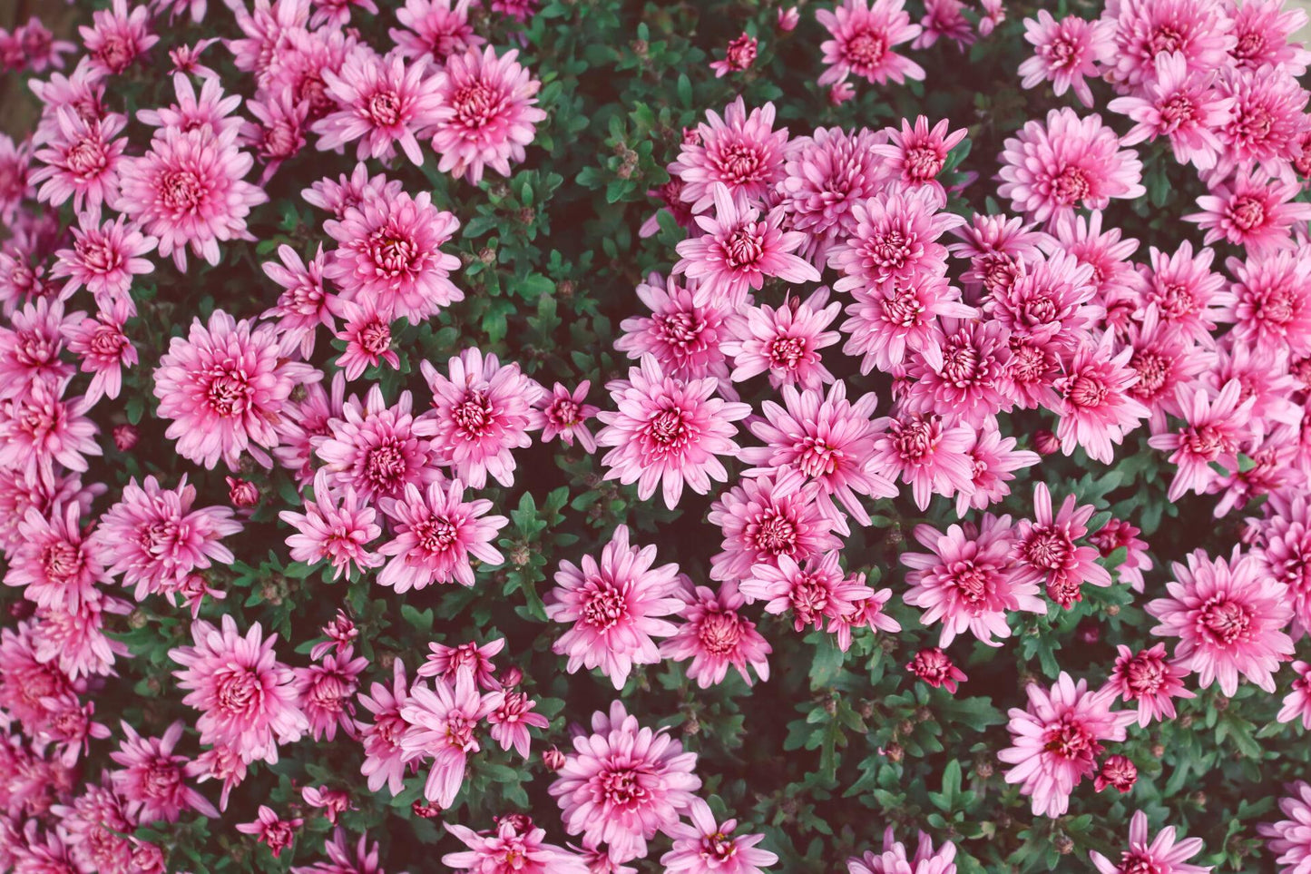 524 Mum, Pink Magnus Pink - View 32 from www redcrocus com