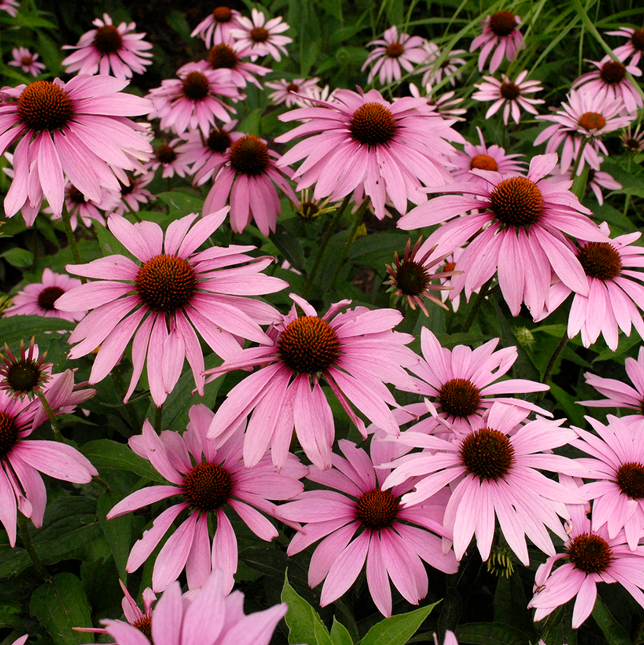 524 Mum, Pink Magnus Pink - View 34 from www redcrocus com