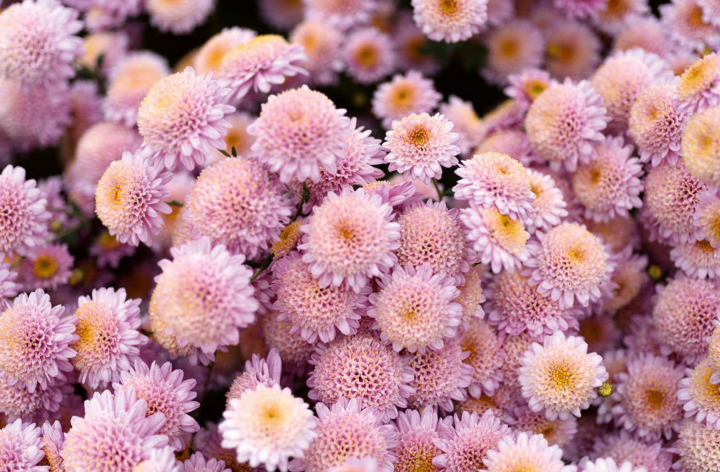 524 Mum, Pink Magnus Pink - View 36 from www redcrocus com