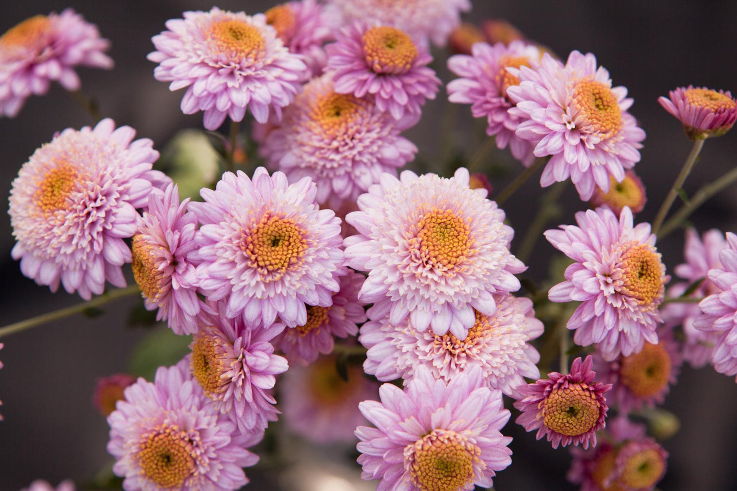 524 Mum, Pink Magnus Pink - View 3 from www redcrocus com