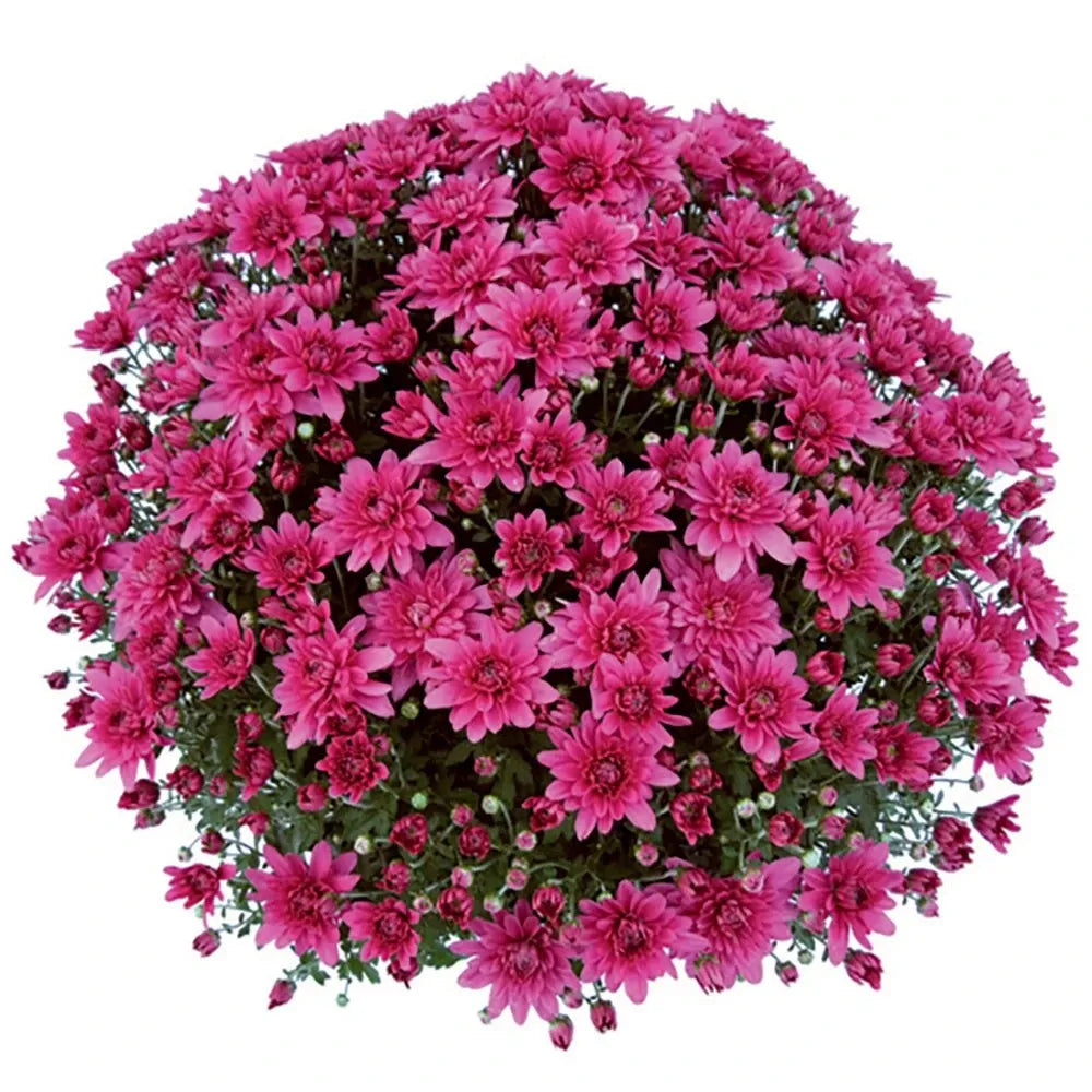 524 Mum, Pink Magnus Pink - View 4 from www redcrocus com