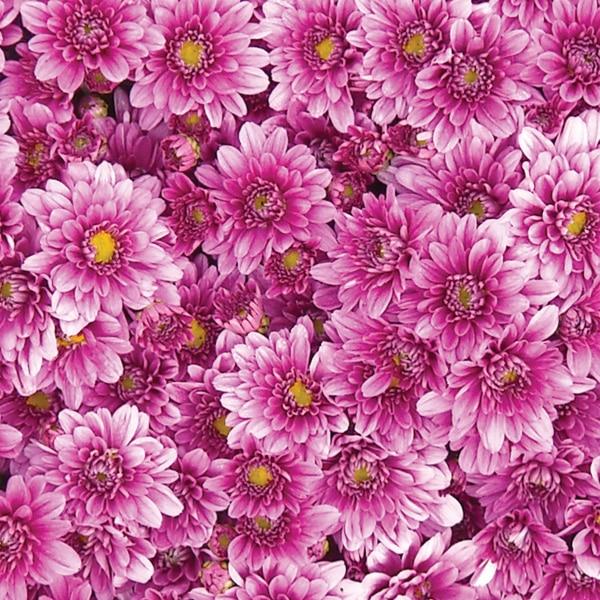 524 Mum, Pink Magnus Pink - View 4 from www redcrocus com
