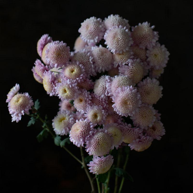 524 Mum, Pink Magnus Pink - View 7 from www redcrocus com