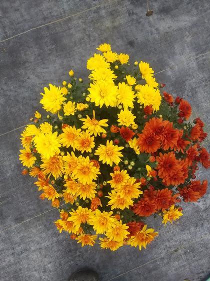 237 Mum Yellow Conaco Yellow - View 10 from www redcrocus com