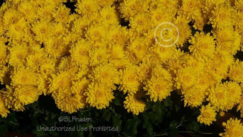 237 Mum Yellow Conaco Yellow - View 12 from www redcrocus com