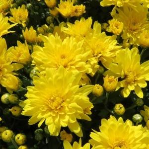237 Mum Yellow Conaco Yellow - View 3 from www redcrocus com