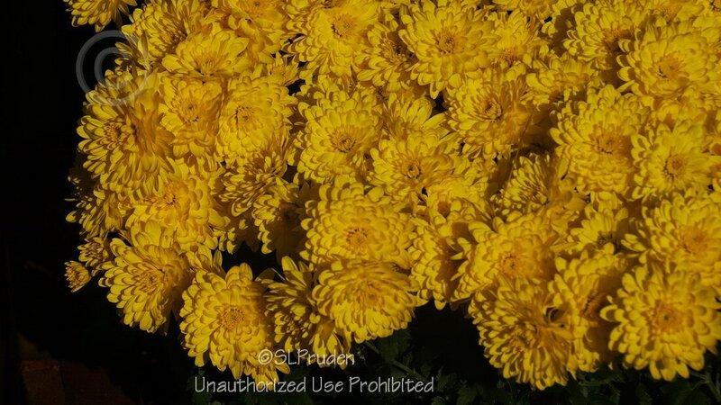 237 Mum Yellow Conaco Yellow - View 6 from www redcrocus com