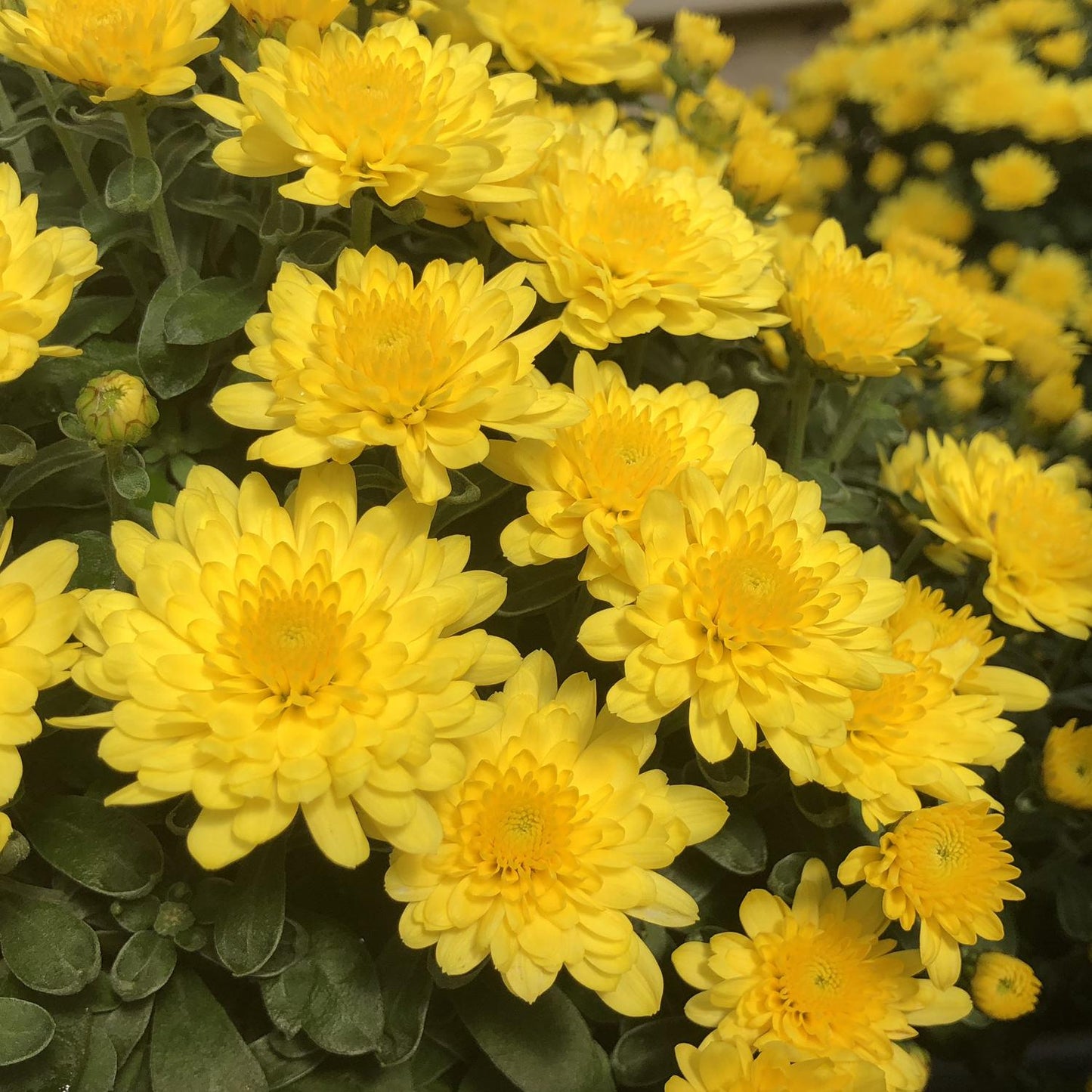 252 Mum Yellow Padre Yellow - View 10 from www redcrocus com
