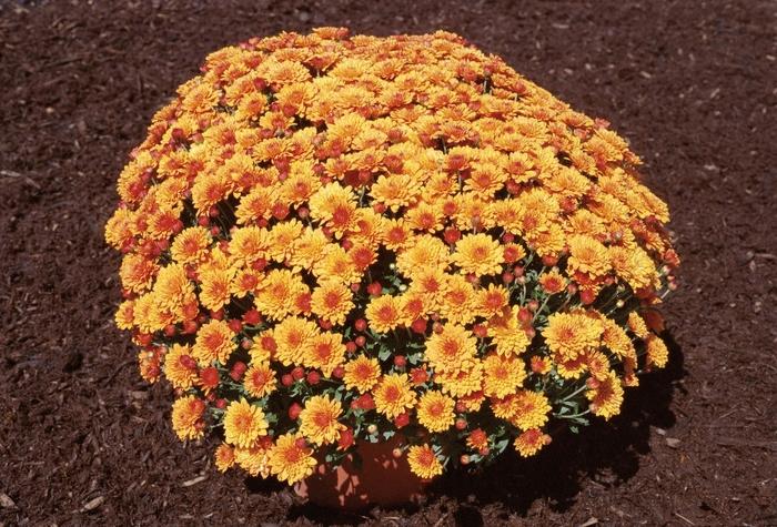 285 Mum Orange Miranda Orange - View 2 from www redcrocus com