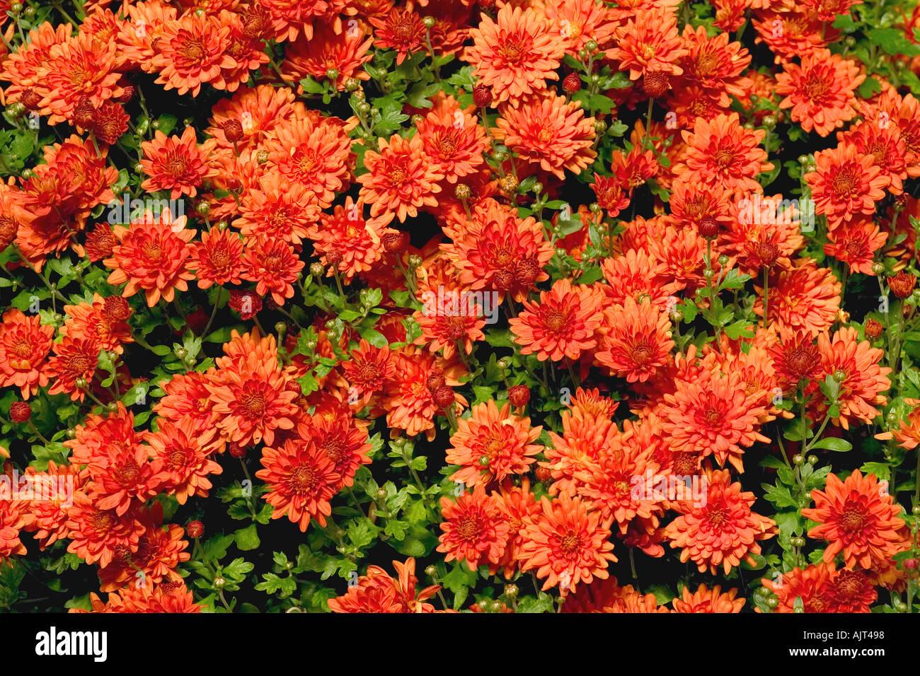 286 Mum Orange Petit Orange Daisy - View 10 from www redcrocus com