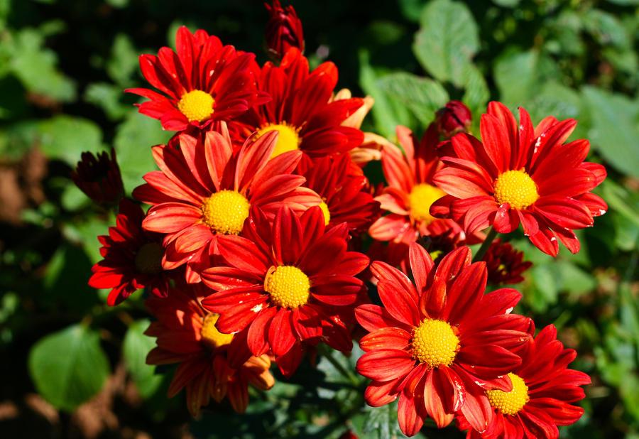 286 Mum Orange Petit Orange Daisy - View 11 from www redcrocus com