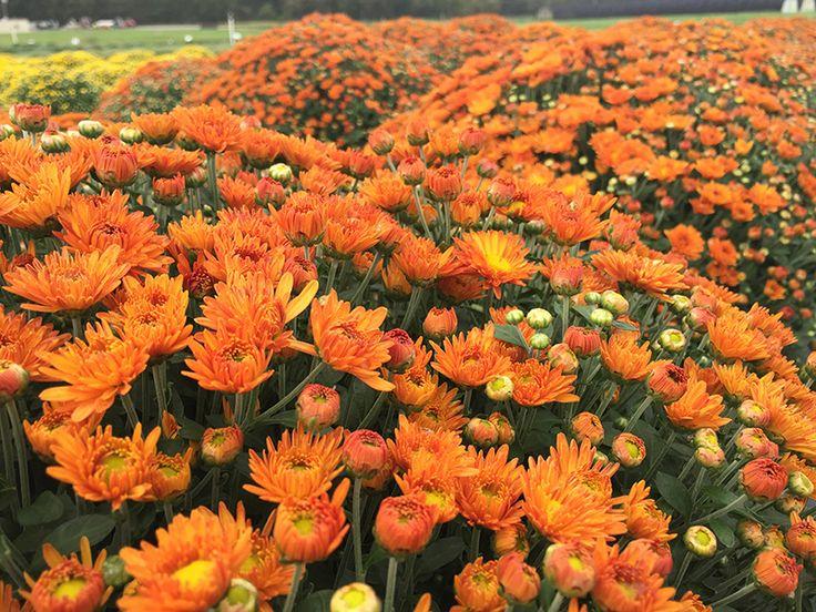 286 Mum Orange Petit Orange Daisy - View 1 from www redcrocus com