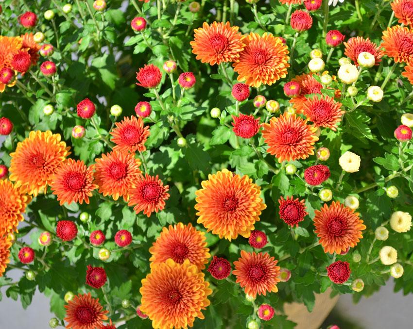 286 Mum Orange Petit Orange Daisy - View 7 from www redcrocus com