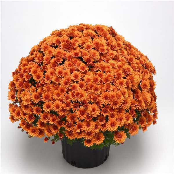 287 Mum Orange Sunset Orange - View 3 from www redcrocus com