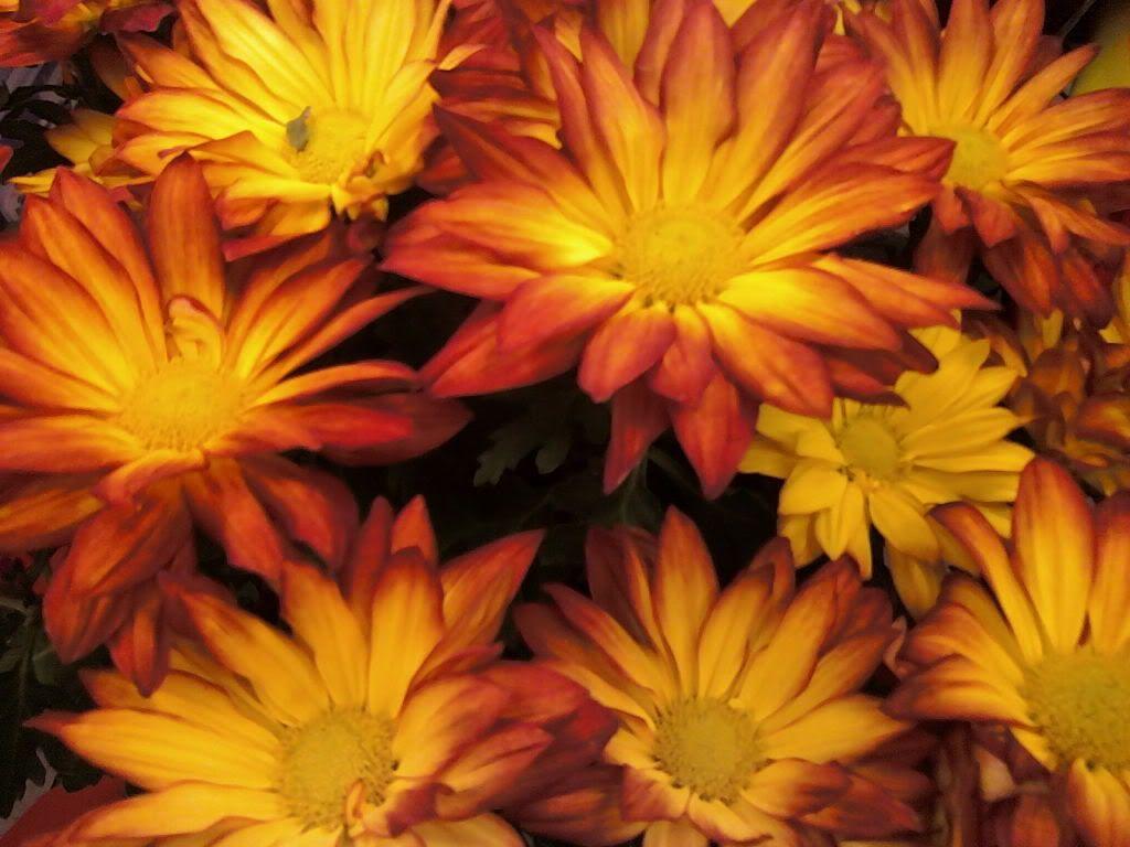 287 Mum Orange Sunset Orange - View 4 from www redcrocus com