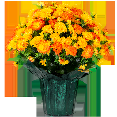 287 Mum Orange Sunset Orange - View 6 from www redcrocus com