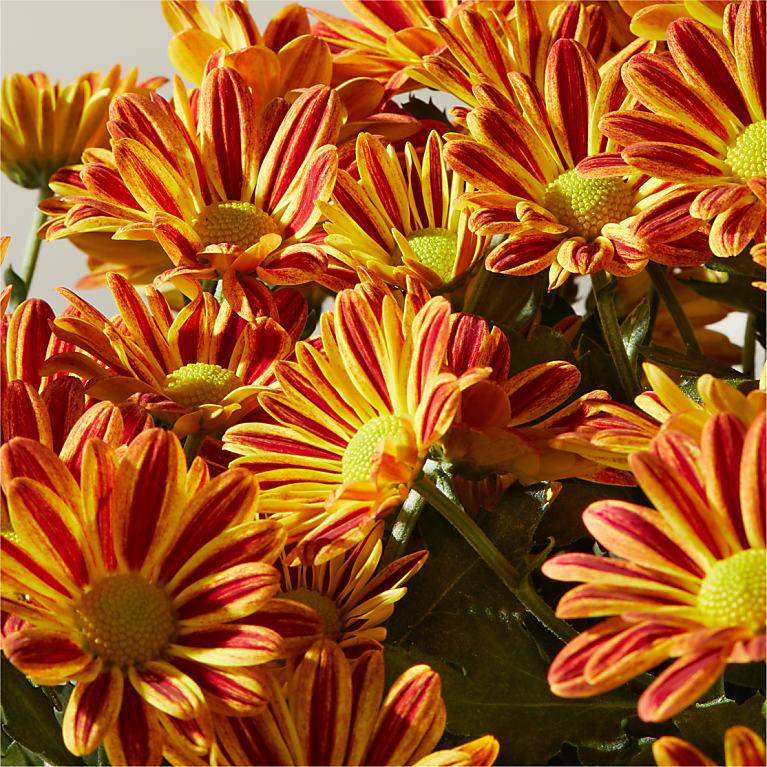 287 Mum Orange Sunset Orange - View 9 from www redcrocus com